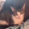 Minette