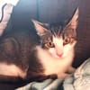 Minette