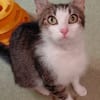 Minette