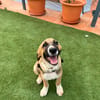SANCHO (MARTINA)