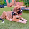 SANCHO (MARTINA)