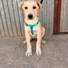 LEROY (ANIMALEA)
