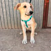 LEROY (ANIMALEA)