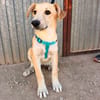 LEROY (ANIMALEA)