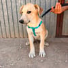 LEROY (ANIMALEA)