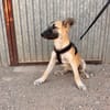 MATTI (ANIMALEA)
