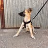 MATTI (ANIMALEA)