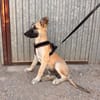 MATTI (ANIMALEA)