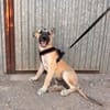 MATTI (ANIMALEA)