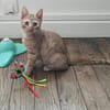 UBE À ADOPTER EN DUO OU SEUL SI DÉJÀ UN CHAT PRÉSENT CHEZ VOUS