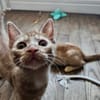 UBE À ADOPTER EN DUO OU SEUL SI DÉJÀ UN CHAT PRÉSENT CHEZ VOUS