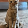 UBE À ADOPTER EN DUO OU SEUL SI DÉJÀ UN CHAT PRÉSENT CHEZ VOUS