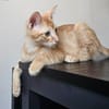 TCHOUCHOU À ADOPTER EN DUO OU SEUL SI DÉJÀ UN CHAT PRÉSENT CHEZ VOUS