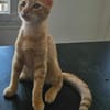 TCHOUCHOU À ADOPTER EN DUO OU SEUL SI DÉJÀ UN CHAT PRÉSENT CHEZ VOUS