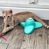 TCHOUCHOU À ADOPTER EN DUO OU SEUL SI DÉJÀ UN CHAT PRÉSENT CHEZ VOUS