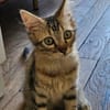 BARBAPAPA À ADOPTER EN DUO OU SEUL SI DÉJÀ UN CHAT PRÉSENT CHEZ VOUS