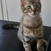 BARBAPAPA À ADOPTER EN DUO OU SEUL SI DÉJÀ UN CHAT PRÉSENT CHEZ VOUS