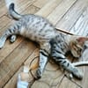 BARBAPAPA À ADOPTER EN DUO OU SEUL SI DÉJÀ UN CHAT PRÉSENT CHEZ VOUS