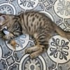BARBAPAPA À ADOPTER EN DUO OU SEUL SI DÉJÀ UN CHAT PRÉSENT CHEZ VOUS