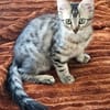 BARBAPAPA À ADOPTER EN DUO OU SEUL SI DÉJÀ UN CHAT PRÉSENT CHEZ VOUS