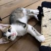 CHIRICO À ADOPTER EN DUO OU SEUL SI DÉJÀ UN CHAT PRÉSENT CHEZ VOUS