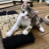CHIRICO À ADOPTER EN DUO OU SEUL SI DÉJÀ UN CHAT PRÉSENT CHEZ VOUS