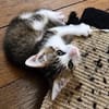CHIRICO À ADOPTER EN DUO OU SEUL SI DÉJÀ UN CHAT PRÉSENT CHEZ VOUS