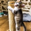 CHIRICO À ADOPTER EN DUO OU SEUL SI DÉJÀ UN CHAT PRÉSENT CHEZ VOUS