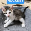 HOCKNEY À ADOPTER EN DUO OU SEUL SI DÉJÀ UN CHAT PRÉSENT CHEZ VOUS