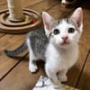 HOCKNEY À ADOPTER EN DUO OU SEUL SI DÉJÀ UN CHAT PRÉSENT CHEZ VOUS