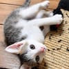 HOCKNEY À ADOPTER EN DUO OU SEUL SI DÉJÀ UN CHAT PRÉSENT CHEZ VOUS