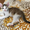 HOCKNEY À ADOPTER EN DUO OU SEUL SI DÉJÀ UN CHAT PRÉSENT CHEZ VOUS