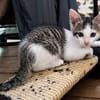 HOCKNEY À ADOPTER EN DUO OU SEUL SI DÉJÀ UN CHAT PRÉSENT CHEZ VOUS