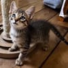 LIPSKA À ADOPTER EN DUO OU SEUL SI DÉJÀ UN CHAT PRÉSENT CHEZ VOUS