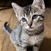 LIPSKA À ADOPTER EN DUO OU SEUL SI DÉJÀ UN CHAT PRÉSENT CHEZ VOUS