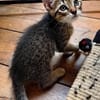 LIPSKA À ADOPTER EN DUO OU SEUL SI DÉJÀ UN CHAT PRÉSENT CHEZ VOUS