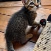 KOONS À ADOPTER EN DUO OU SEUL SI DÉJÀ UN CHAT PRÉSENT CHEZ VOUS