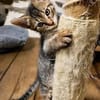 KOONS À ADOPTER EN DUO OU SEUL SI DÉJÀ UN CHAT PRÉSENT CHEZ VOUS