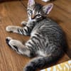 KOONS À ADOPTER EN DUO OU SEUL SI DÉJÀ UN CHAT PRÉSENT CHEZ VOUS