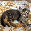 KOONS À ADOPTER EN DUO OU SEUL SI DÉJÀ UN CHAT PRÉSENT CHEZ VOUS
