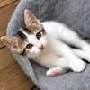 KEILOWA À ADOPTER EN DUO OU SEULE SI DÉJÀ UN CHAT PRÉSENT CHEZ VOUS