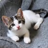 KEILOWA À ADOPTER EN DUO OU SEULE SI DÉJÀ UN CHAT PRÉSENT CHEZ VOUS