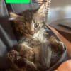 PUYU À ADOPTER EN DUO OU SEUL SI DÉJÀ UN CHAT PRÉSENT CHEZ VOUS