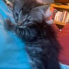 PUYU À ADOPTER EN DUO OU SEUL SI DÉJÀ UN CHAT PRÉSENT CHEZ VOUS
