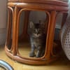 PUYU À ADOPTER EN DUO OU SEUL SI DÉJÀ UN CHAT PRÉSENT CHEZ VOUS
