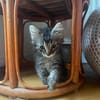 PUYU À ADOPTER EN DUO OU SEUL SI DÉJÀ UN CHAT PRÉSENT CHEZ VOUS