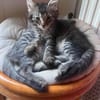PUYU À ADOPTER EN DUO OU SEUL SI DÉJÀ UN CHAT PRÉSENT CHEZ VOUS