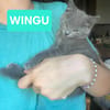 WINGU À ADOPTER EN DUO OU SEUL SI DÉJÀ UN CHAT PRÉSENT CHEZ VOUS