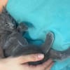 WINGU À ADOPTER EN DUO OU SEUL SI DÉJÀ UN CHAT PRÉSENT CHEZ VOUS