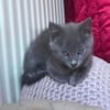 WINGU À ADOPTER EN DUO OU SEUL SI DÉJÀ UN CHAT PRÉSENT CHEZ VOUS